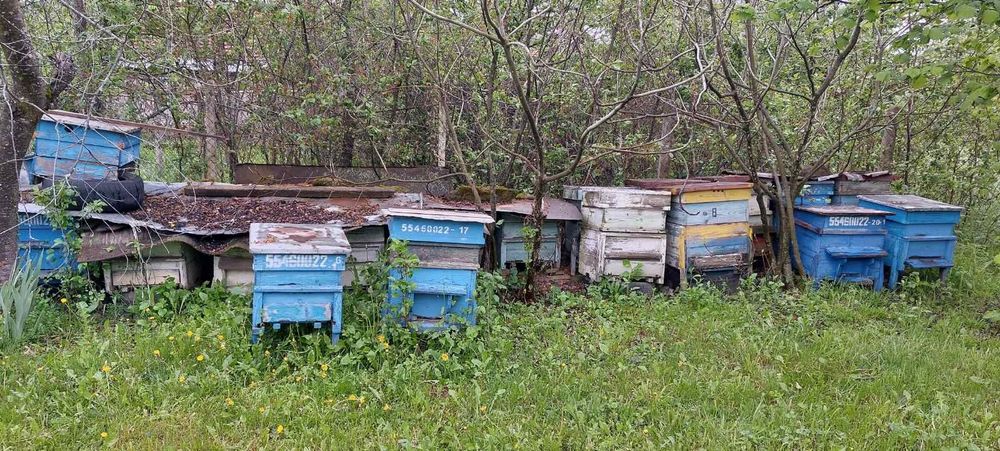 Кошери дадан блат 12 рамкови