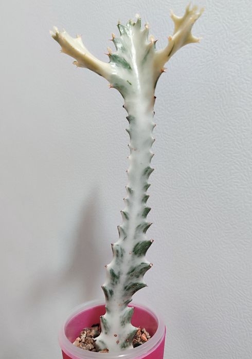 Euphorbia lactea White Ghost