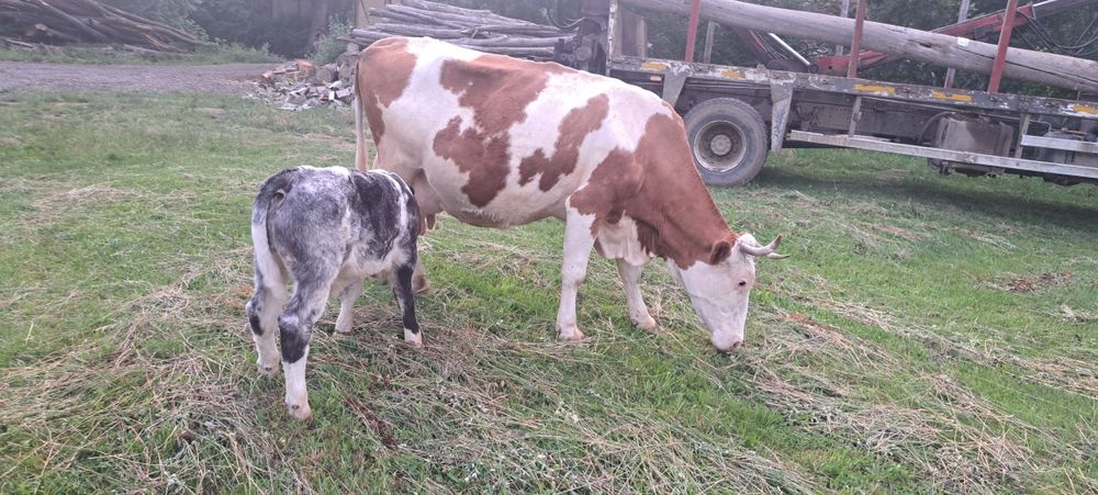 Vand vaca cu vitel