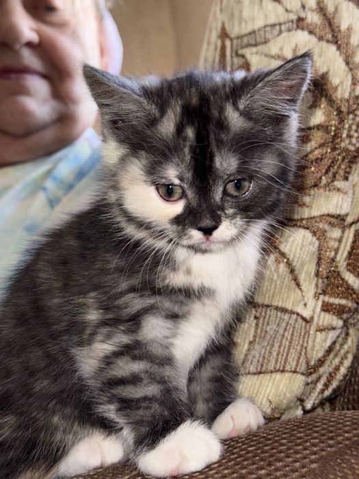 Отдам котят в добрые руки ДЕВОЧКИ