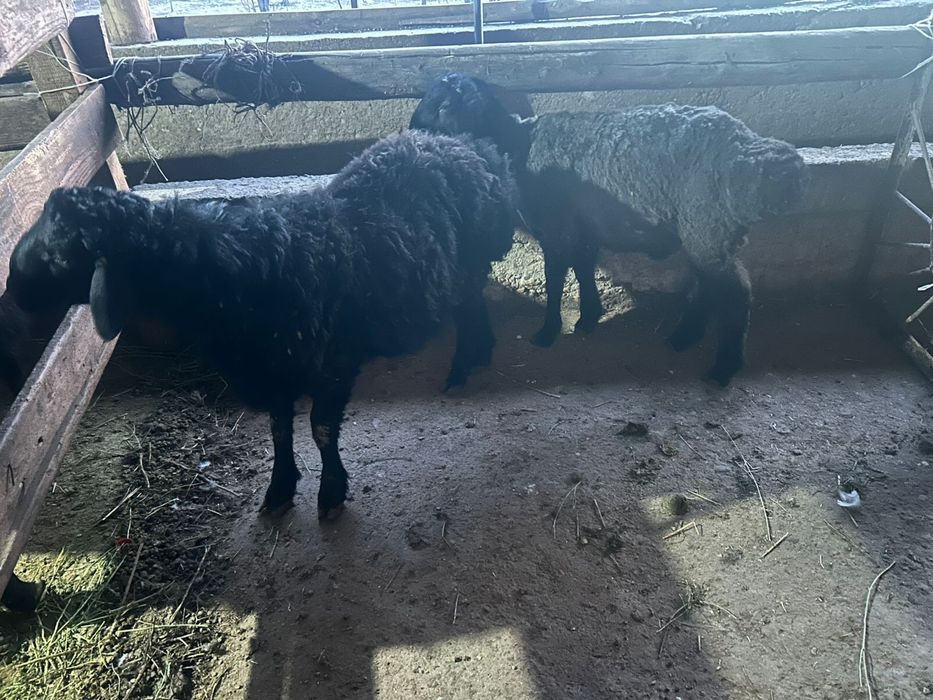 Срочно! Продаются бараны