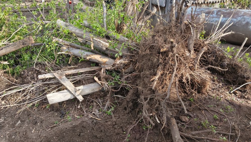 Деревья на дрова самовывоз