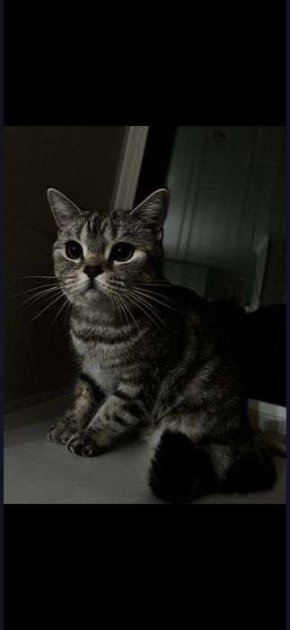 Отдаю кошку в добрые руки