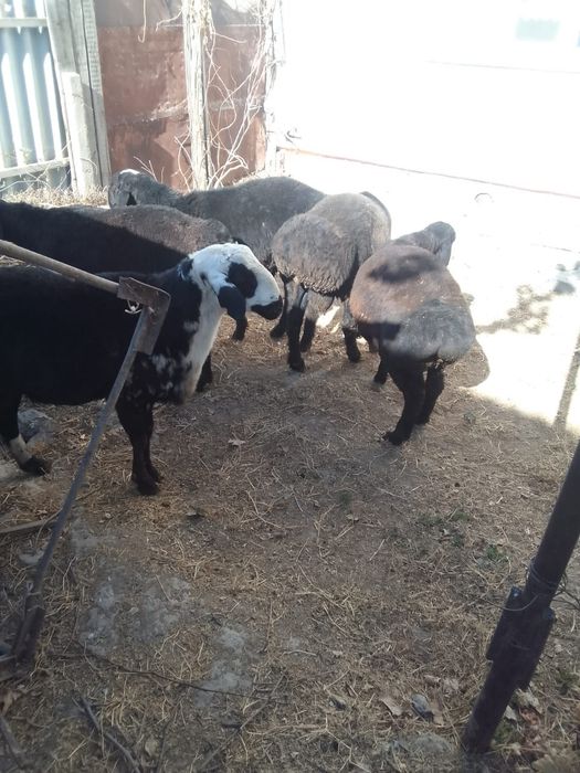 Қошкар  1 жасар 5 бас бар саудасы келсимди