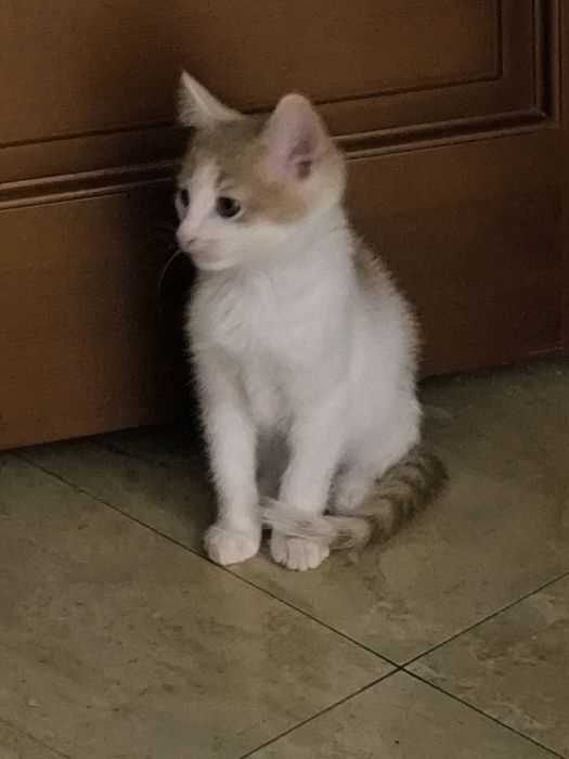 Отдам в добрые руки умного котика мальчика.