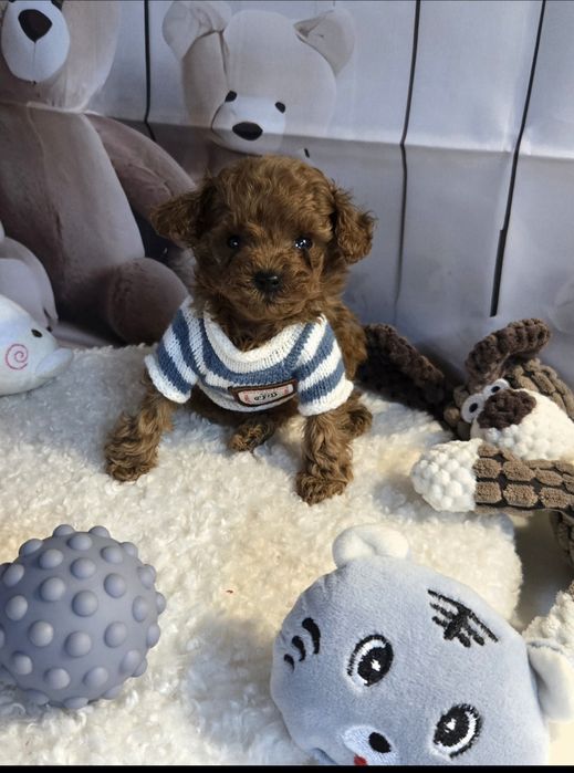 Пудел тийкъп с родословие момче микро