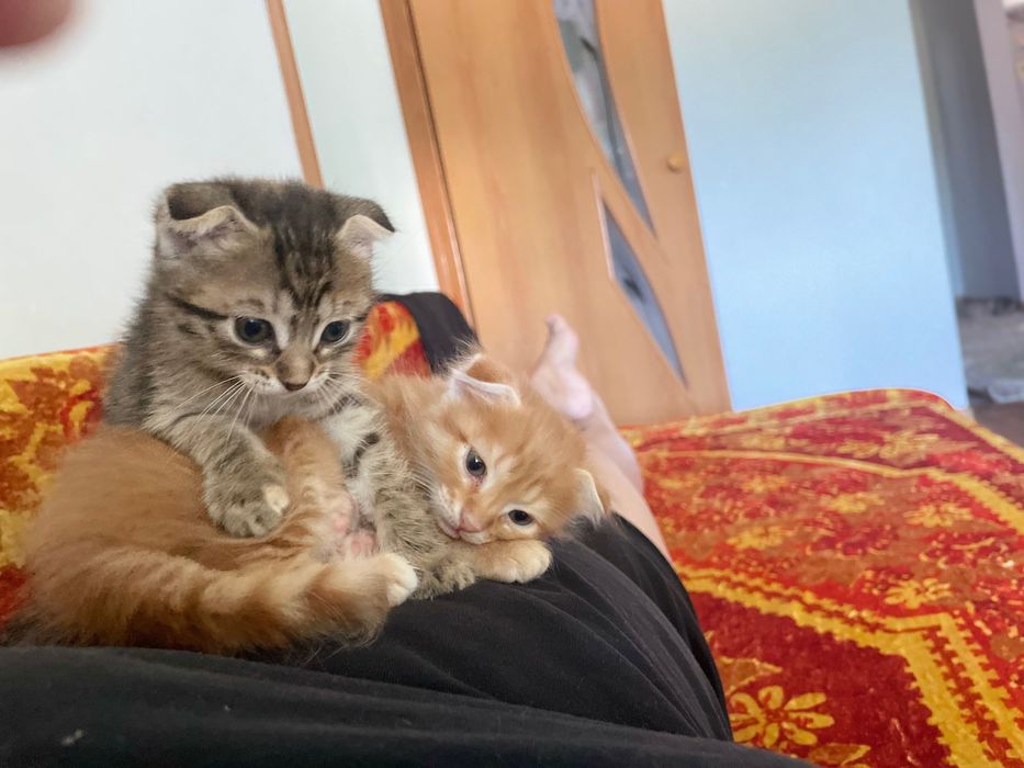 Вислоухие котята