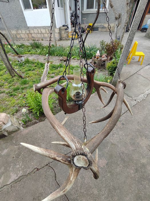 Полилей от еленови паднали рога