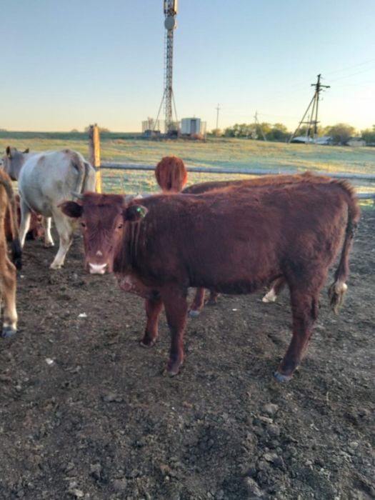 Продаются тёлки.