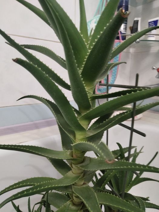 Продам алоэ пятилетний