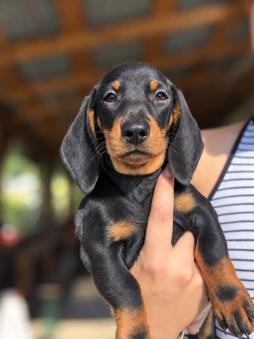 Pui teckel tekel dachshund