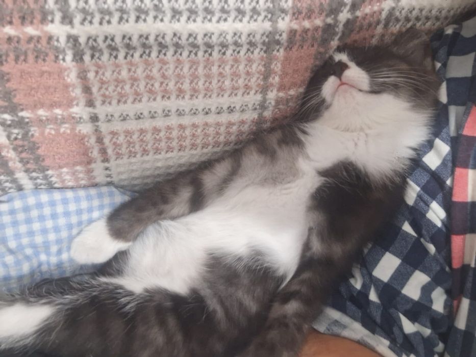 Котёнок ищет дом