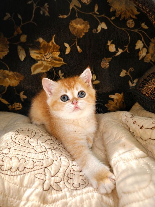 Шотландские котята