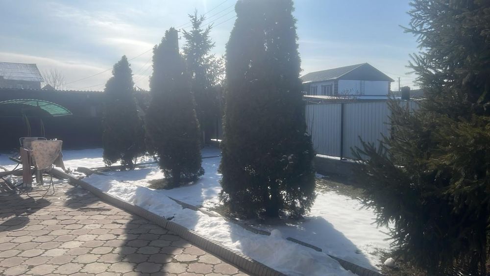 Продам  ель и туя