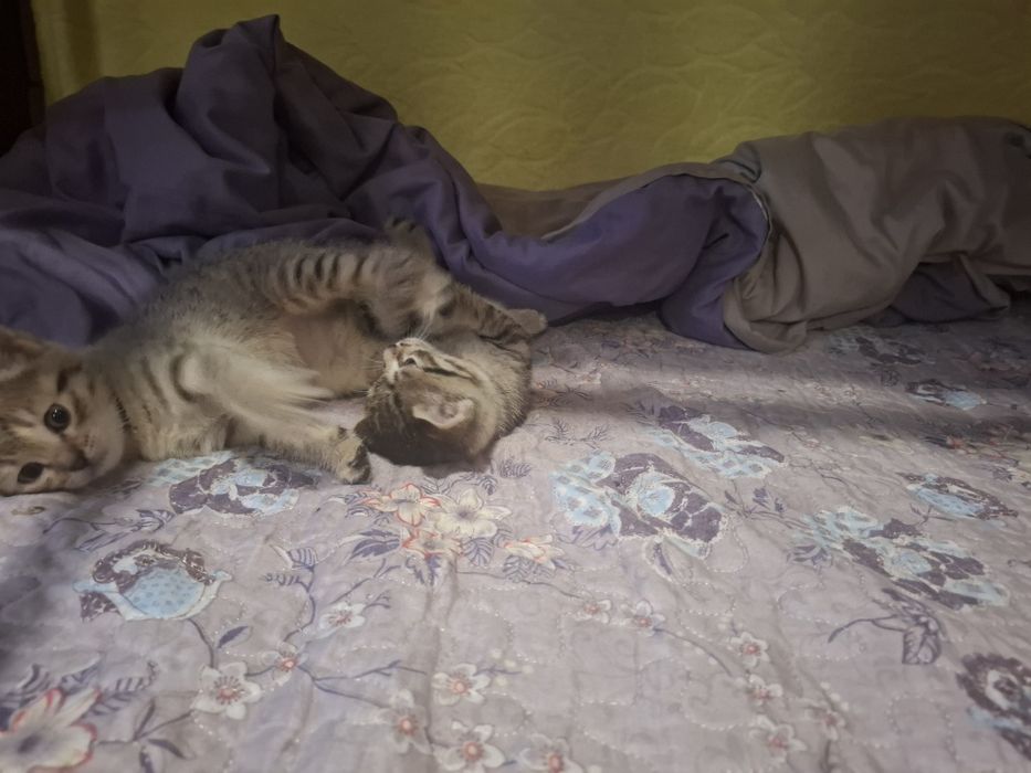 Отдам в добрые руки