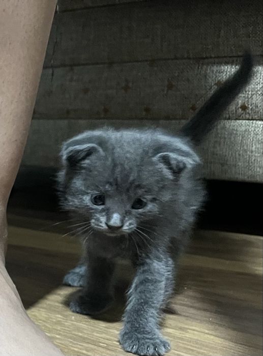 отдам котят в добрые руки!
