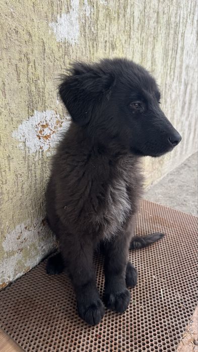 Продам щенка кабель 4 месяца