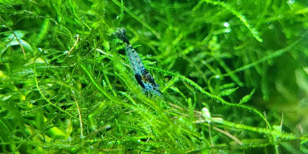 Скариди, ендлери и живи хранителни култури