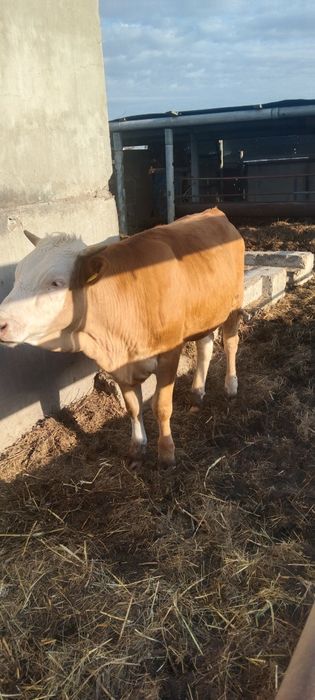 Продаются телочки