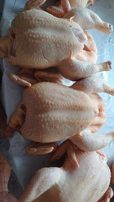 Цыплята КОББ 500