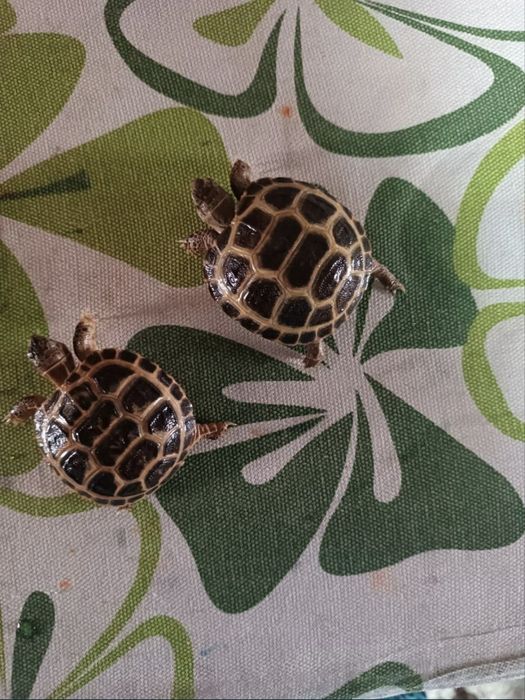 Черепашки тошбака