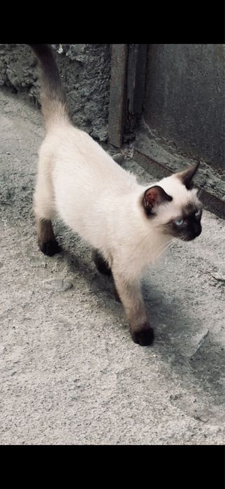 Котёнок сиамской пароды