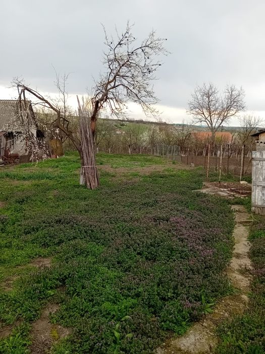 Vând casă cu grădină în Ohaba.