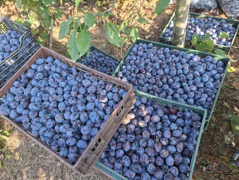 Prune pentru consum sau gem culese