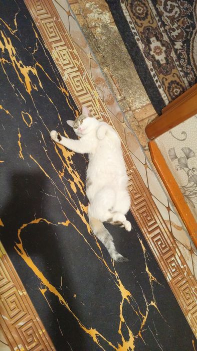 Отдам в добрые руки кошку
