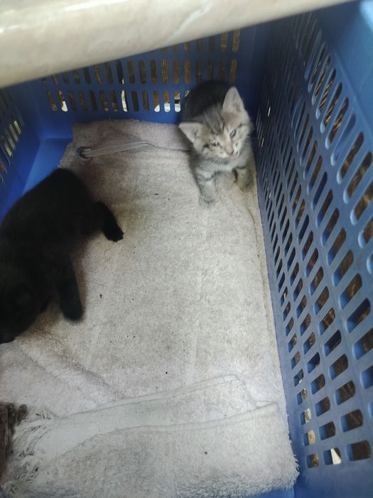 Piy ichayotgan qizlar (rus pornosi)