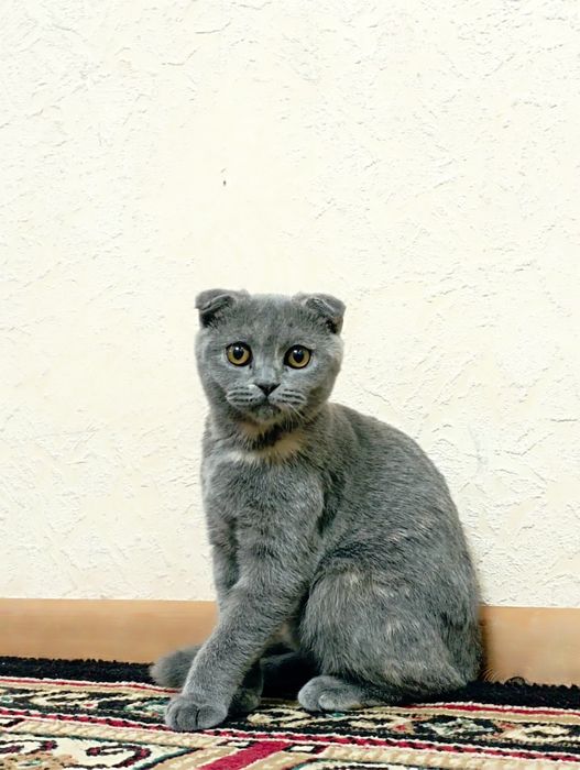 Отдам кошку в хорошие руки.