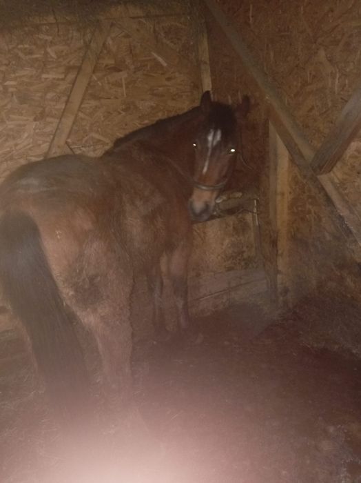 Mânză de 3 ani garantata