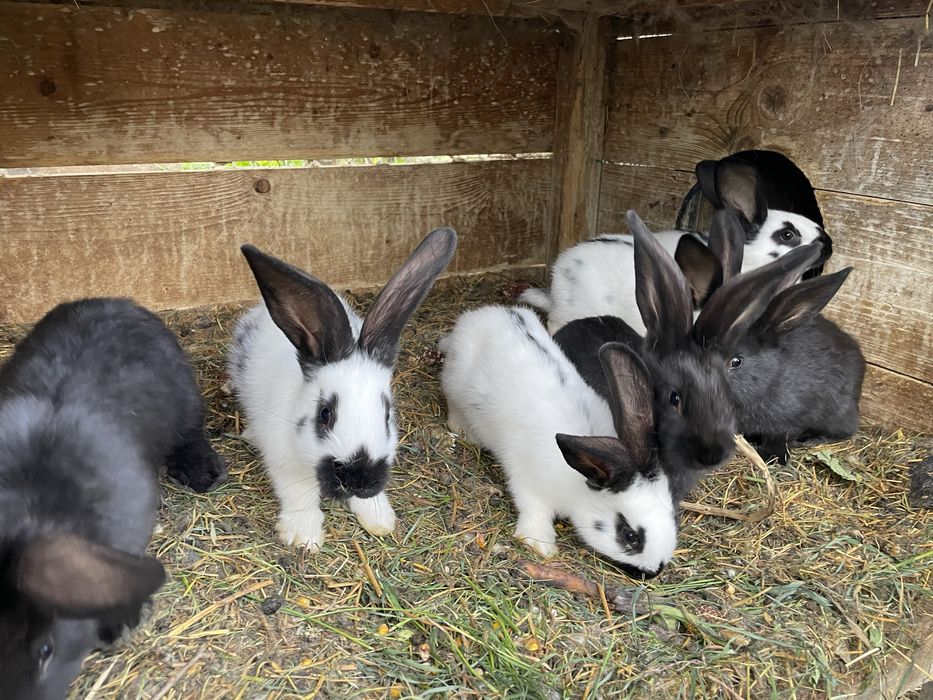 Iepuri fluture german