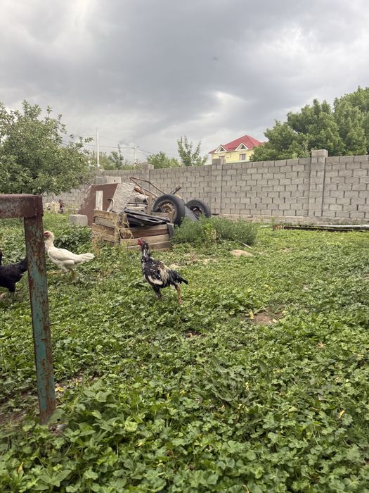 Дакан қаны таза зат