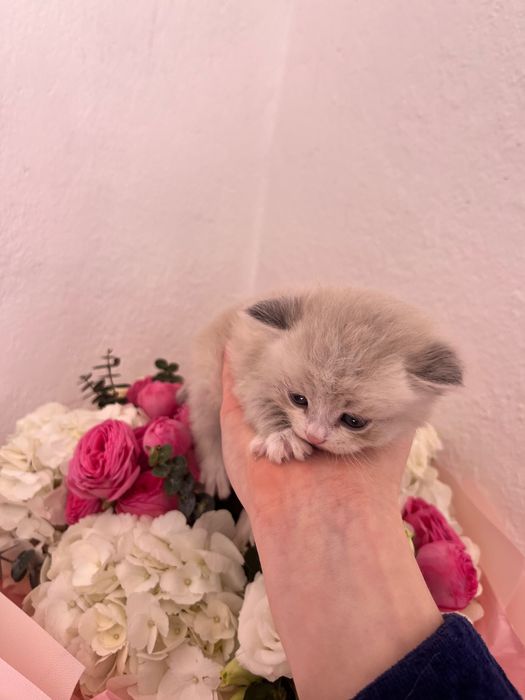 Отдам котят ДАРОМ