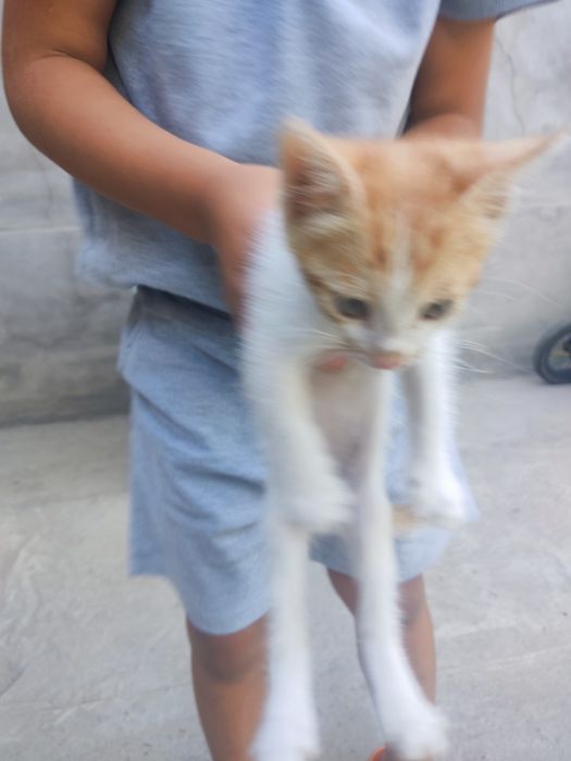 Mushuk tekinga srochna