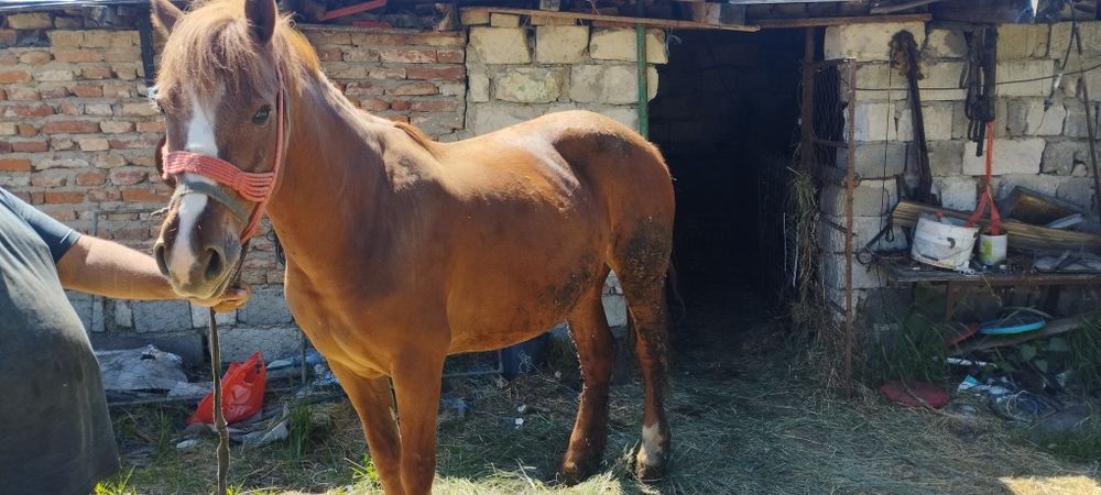 Vand caruta si un cal