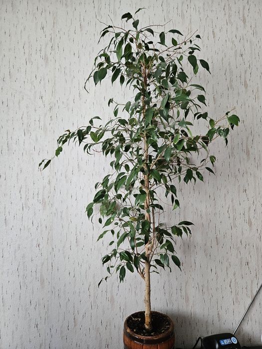 Фикус бенджамина, комнатный цветок