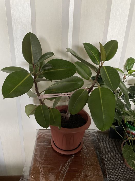 Продам комнатные растения