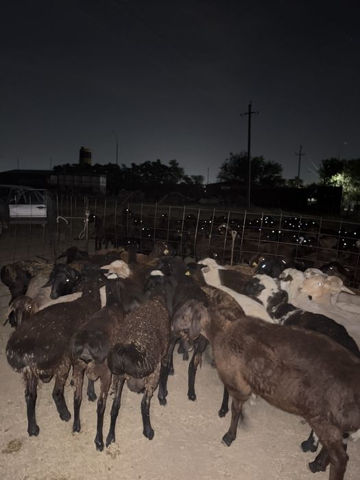 Құрбан айтқа қой