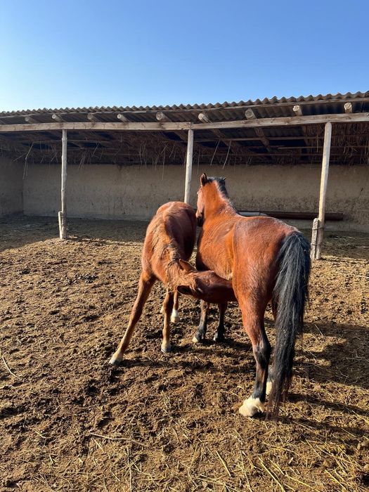 Продам хороших лощадей