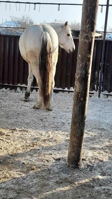 Продам жеребца 4 года на племя, можно на мясо.  Жирный.