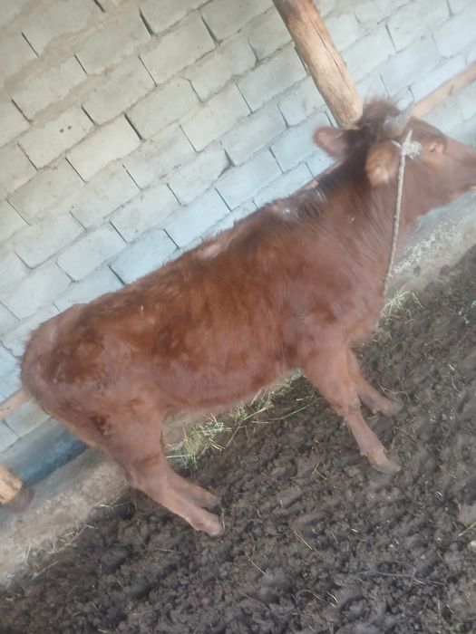 gʻunojin mol. qisir