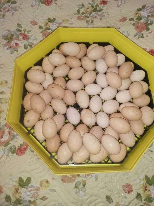 Oua incubat wyandotte, rhode island wyandotte pitic, cochinchina pitic