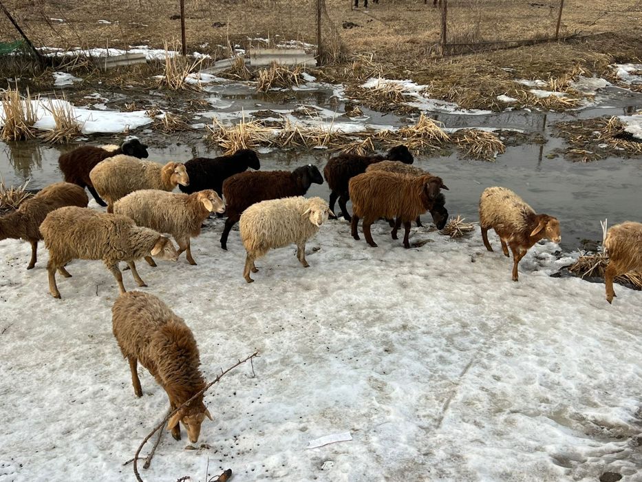 Қой     сатылады