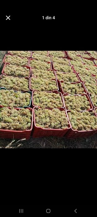 Vând struguri de vin 2025