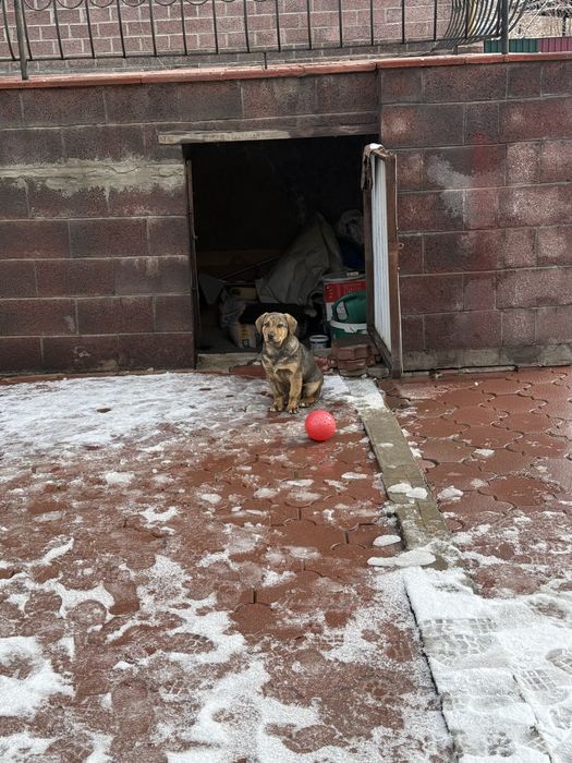 Отдам в добрые руки