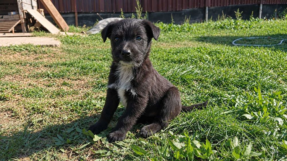 Puiuți Lagotto/spaniol de apă mix Malinois