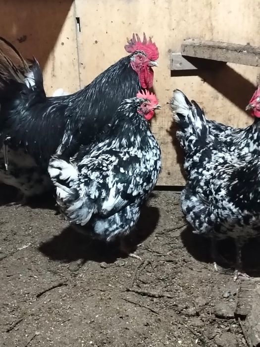 Инкубационные яйца