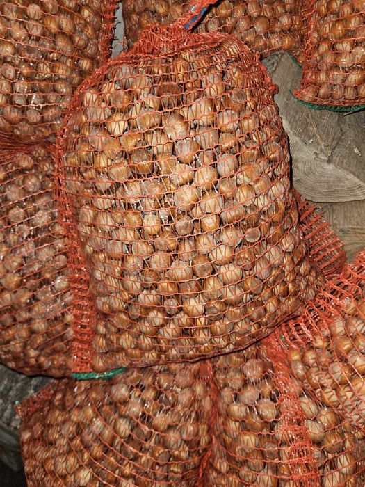 Alune  Cluj Apahida 2025